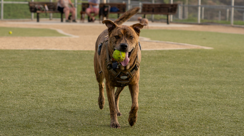 Kunstgras honden speelgebied